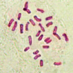 ﻿Chromosome numbers for the Italian f ...