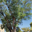 New records of monumental trees in the ...
