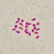 Chromosome numbers for the Italian flora: ...