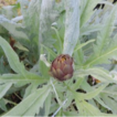 The segetal flora of Cynara cardunculus ...