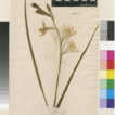 Typification of the Linnaean name Hemerocallis ...