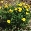 A taxonomic revision of Adonis (Ranunculaceae) ...