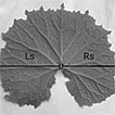 Light intensity affects leaf morphology ...